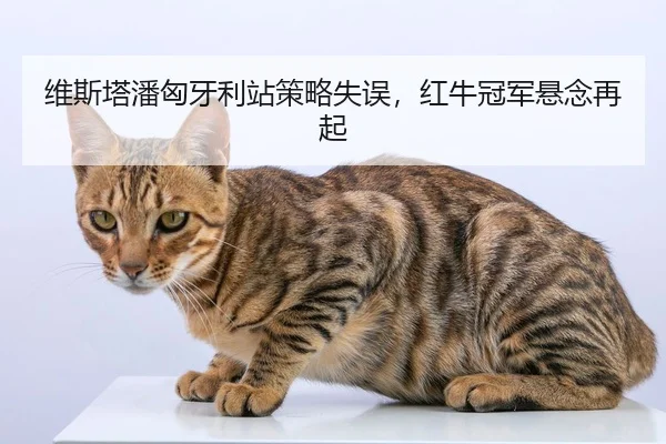 维斯塔潘匈牙利站策略失误，红牛冠军悬念再起